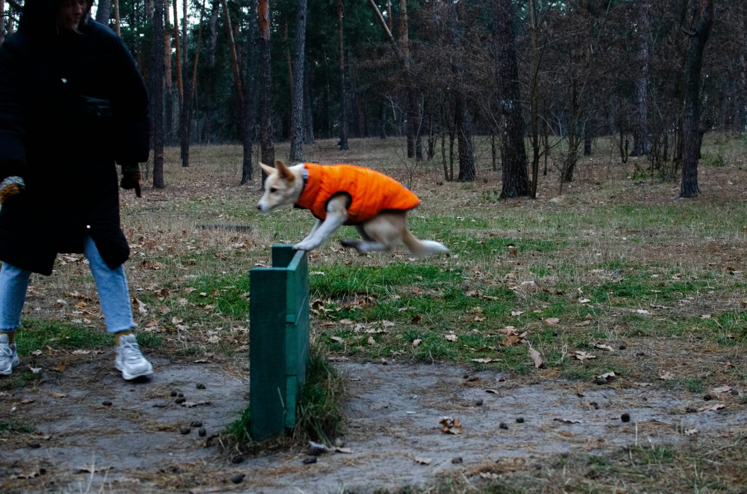Membres d'un club canin satisfaits grâce à une gestion digitalisée